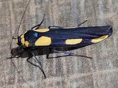Arctiinae