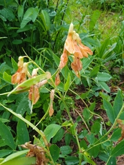Lathyrus gmelinii