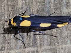 Arctiinae