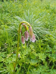 Lilium martagon pilosiusculum