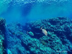 Caranx lugubris
