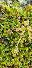 Coprosma petriei