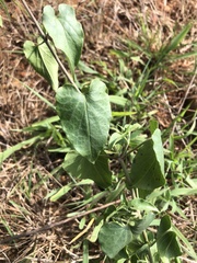 Pentarrhinum insipidum