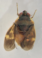 Ochterus