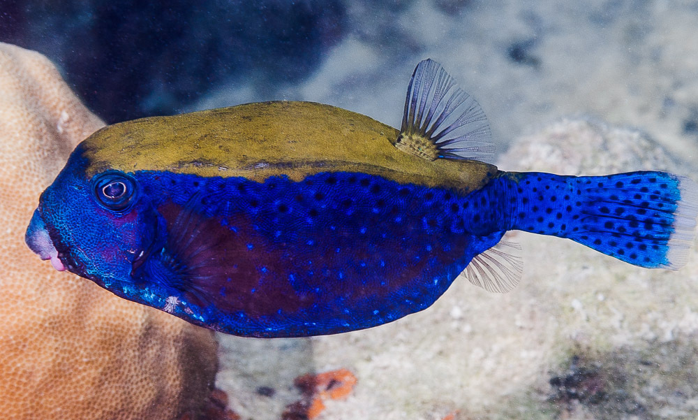 Bluetail Trunkfish