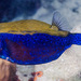 Bluetail Boxfish - Photo (c) Francois Libert, some rights reserved (CC BY-NC), uploaded by Francois Libert
