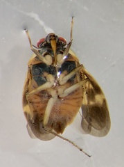 Ochterus