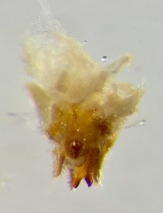 Ochterus