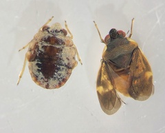 Ochterus