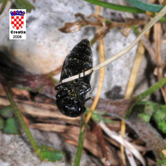 Acmaeodera crinita