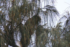 Centropus phasianinus