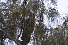 Centropus phasianinus