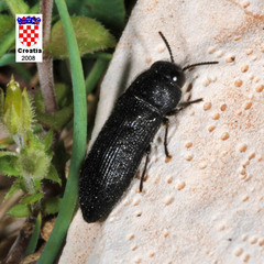 Acmaeodera crinita