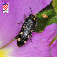 Acmaeodera bipunctata