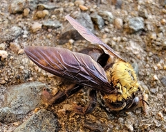 Xylocopa appendiculata circumvolans