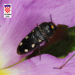 Acmaeodera bipunctata