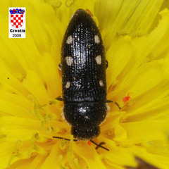 Acmaeodera bipunctata