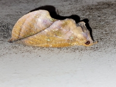 Eudocima sikhimensis