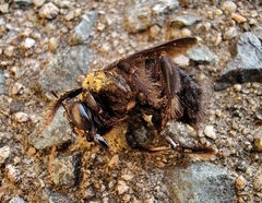 Xylocopa appendiculata circumvolans