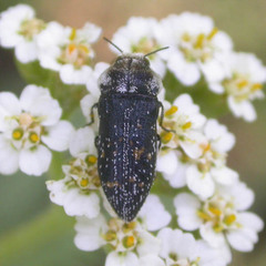Acmaeoderella flavofasciata flavofasciata