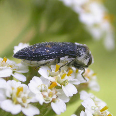 Acmaeoderella flavofasciata flavofasciata