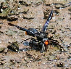 Synagris