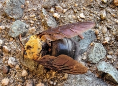 Xylocopa appendiculata circumvolans