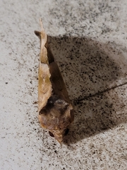 Eudocima sikhimensis