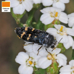 Acmaeoderella flavofasciata