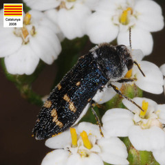Acmaeoderella flavofasciata