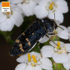 Acmaeoderella flavofasciata