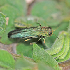 Agrilus angustulus