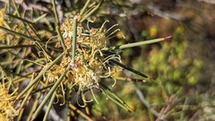 Hakea leucoptera
