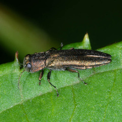 Agrilus angustulus