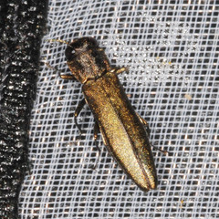 Agrilus angustulus