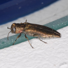 Agrilus angustulus