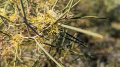 Hakea leucoptera
