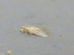 Caeciliusidae