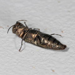 Agrilus angustulus