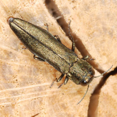 Agrilus angustulus