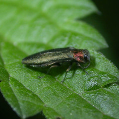 Agrilus auricollis