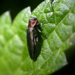 Agrilus auricollis