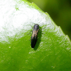 Agrilus obscuricollis