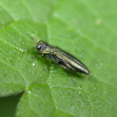 Agrilus