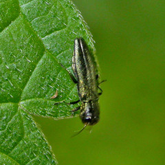 Agrilus
