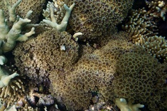Clavularia