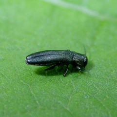 Agrilus