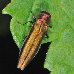 Agrilus viridis