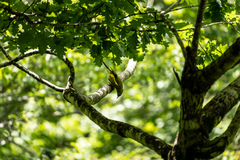 Anthornis melanura melanura