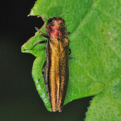 Agrilus viridis